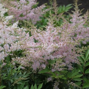 Астильба гибридная "Юник Сильвери Пинк"