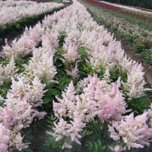 Астильба гибридная "Юник Сильвери Пинк"