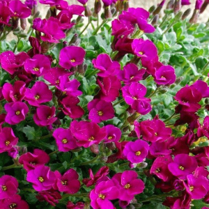 Аубриетта гибридная "Одри Ред"