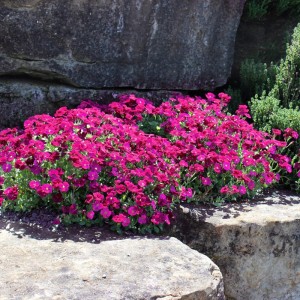 Аубриетта гибридная "Одри Ред"