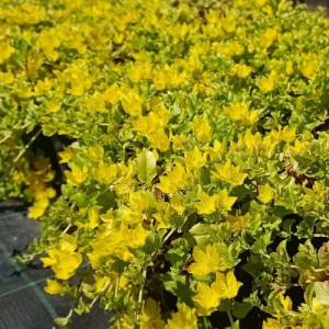 Вербейник монетчатый "Ауреа"