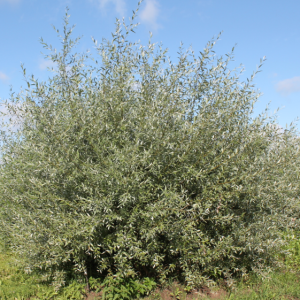 Ива белая "Аргентеа"