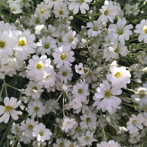 Ясколка Биберштейна "Виктория"