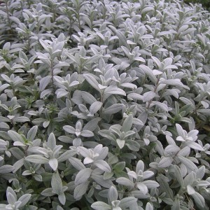 Ясколка Биберштейна "Виктория"