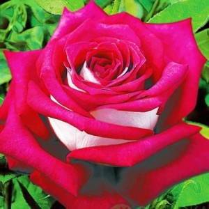 моника белуччи