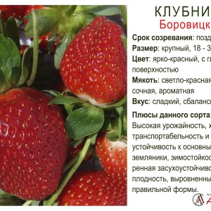 Земляника садовая "Боровицкая"