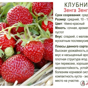 Земляника садовая "Зенга-Зенгана"
