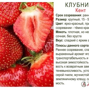 Земляника садовая "Кент"