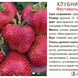 Земляника садовая "Фестивальная"