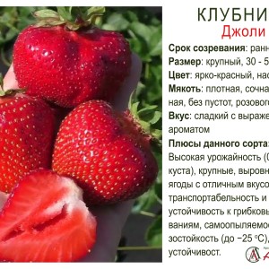 Земляника садовая "Джоли"
