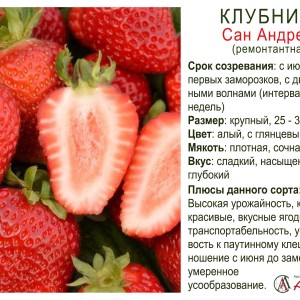 Земляника ремонтантная "Сан Андреас"