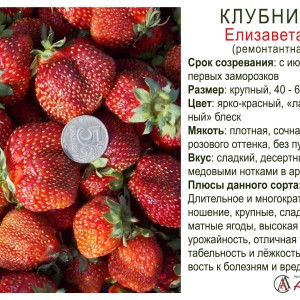 Земляника садовая "Елизавета II"