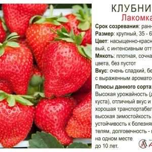 Земляника садовая "Лакомка"