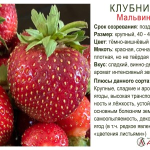Земляника садовая "Мальвина"