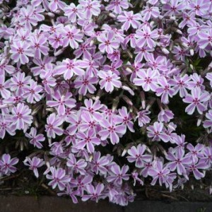 Флокс шиловидный "Канди Стрипс"