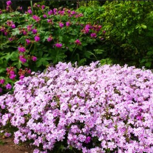 Флокс шиловидный "Канди Стрипс"