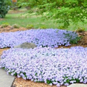 Флокс шиловидный "Эмералд Кьюшн Блю"