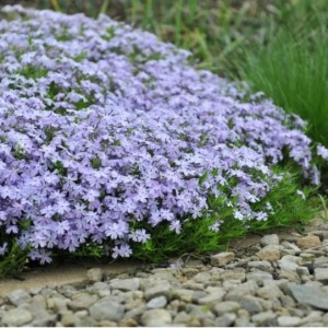 Флокс шиловидный "Эмералд Кьюшн Блю"