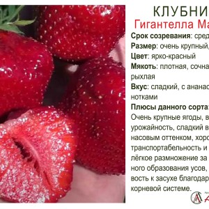 Земляника садовая "Гигантелла Максим"