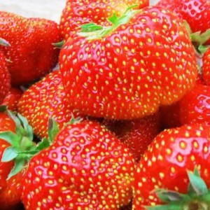 Земляника садовая "Зефир" (ранняя)