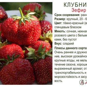 Земляника садовая "Зефир" (ранняя)