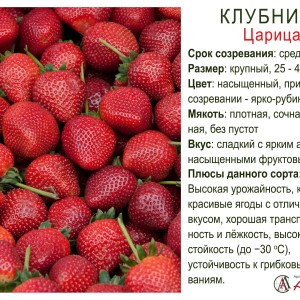 Земляника садовая "Царица"