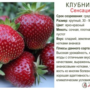 Земляника садовая "Сенсация"