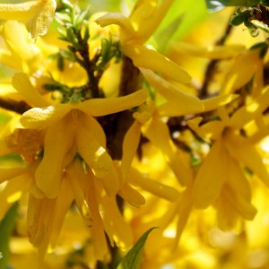 Форзиция промежуточная