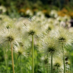 Прострел обыкновенный "Пинвил Уайт"