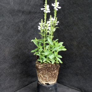 Физостегия виргинская