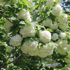 Калина обыкновенная "Розеум" ("Бульденеж")