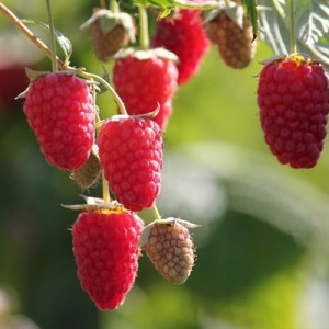 Малина ремонтантная "Брянское Диво"