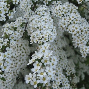 Спирея аргута