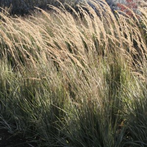 Вейник остроцветковый Овердам