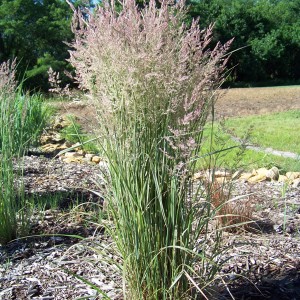 Вейник остроцветковый Овердам