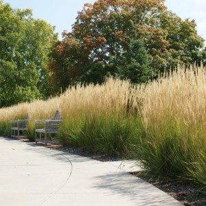 Вейник Карл Форстер