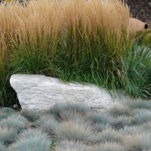 Вейник Карл Форстер