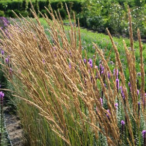 Вейник Карл Форстер