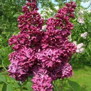 сирень Знамя Ленина