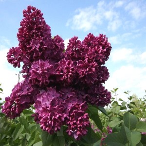 сирень Знамя Ленина