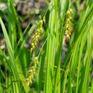 Осока "Арнелла"