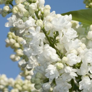 Сирень Мисс Элен Вильмонт