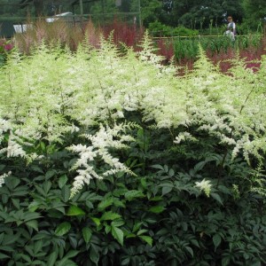 Браутшлеер