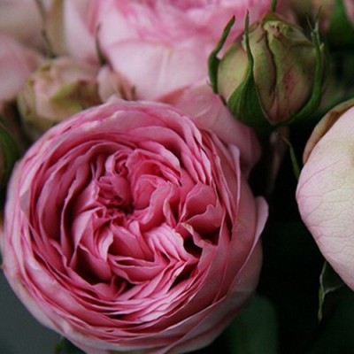 Купить Роза Чарминг Пиано ® (горшок 4л) в Москве и РФ. Описание сорта. Пункты са