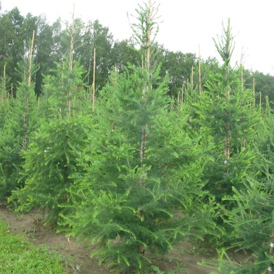 Купить Лиственница (Larix) с доставкой почтой в интернет-магазине Архиленд