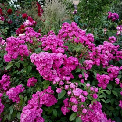 Розы мускусные