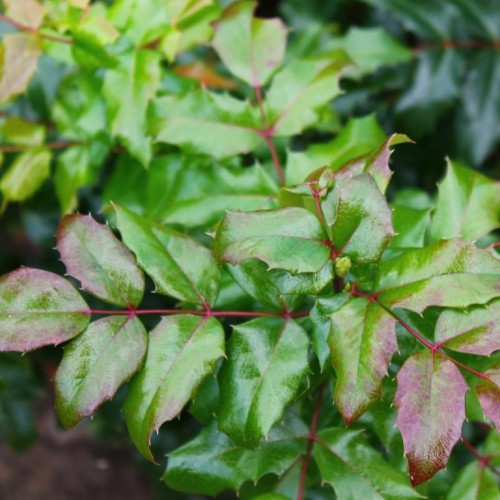 Купить Магония (Mahonia) с доставкой почтой в интернет-магазине Архиленд