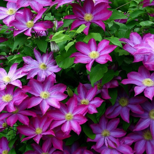 Купить Клематис (Clematis) с доставкой почтой в интернет-магазине Архиленд