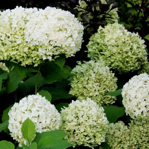 Купить Гортензия древовидная (Hydrangea arborescens) с доставкой почтой ...