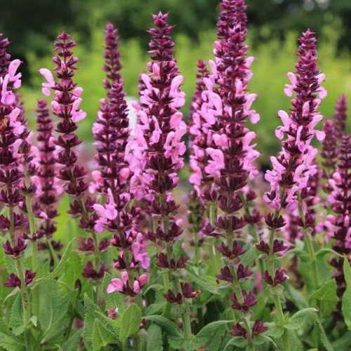 Шалфей дубравный "Сенсейшн Дип Роуз" - Архиленд